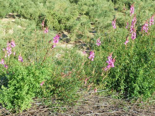 Roadside Flowers.